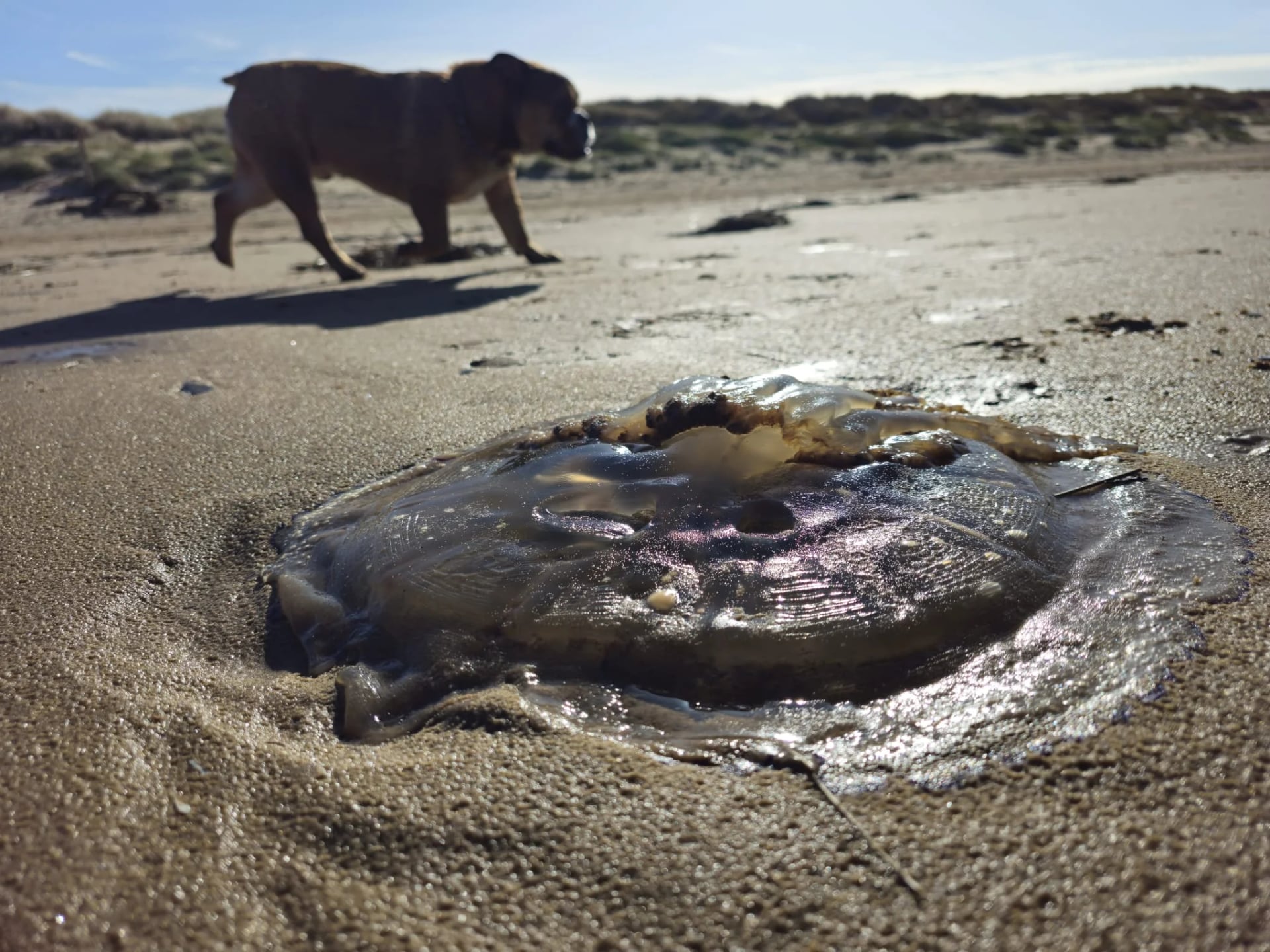 A large barrel jellyfish stranded on Ainsdale Beach, dog walking in the background