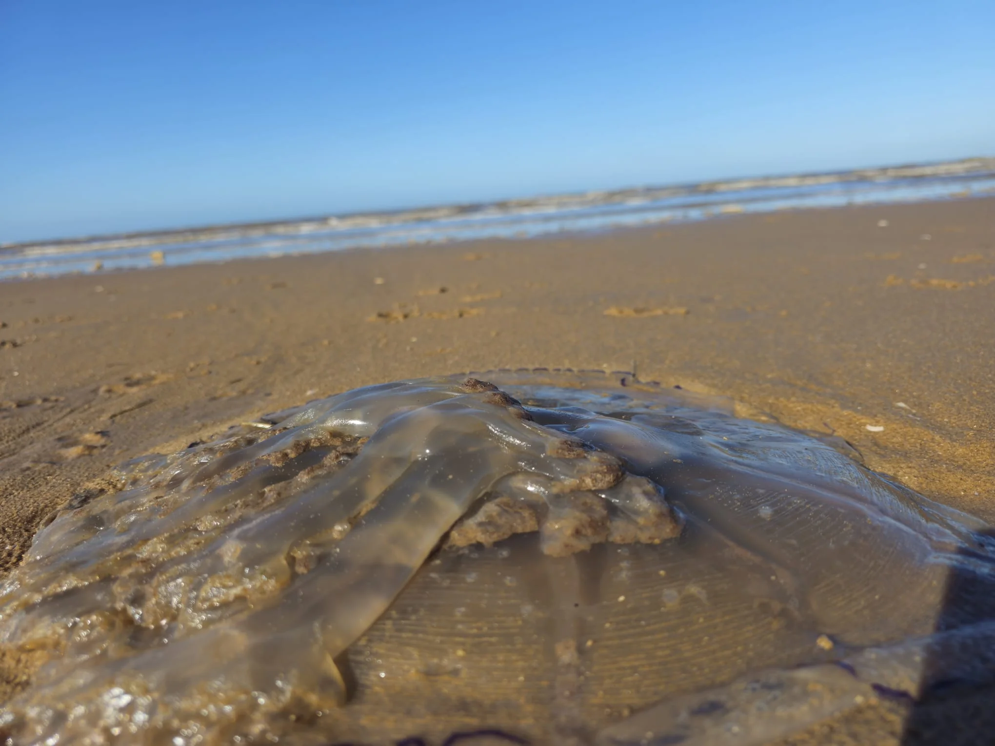 Compass jellyfish on Ainsdale Beach, showing distinctive brown V-shaped markings