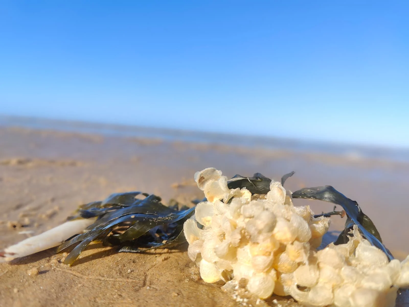 Whelk egg mass — sea wash ball — found on Ainsdale Beach with seaweed, Irish Sea in the background