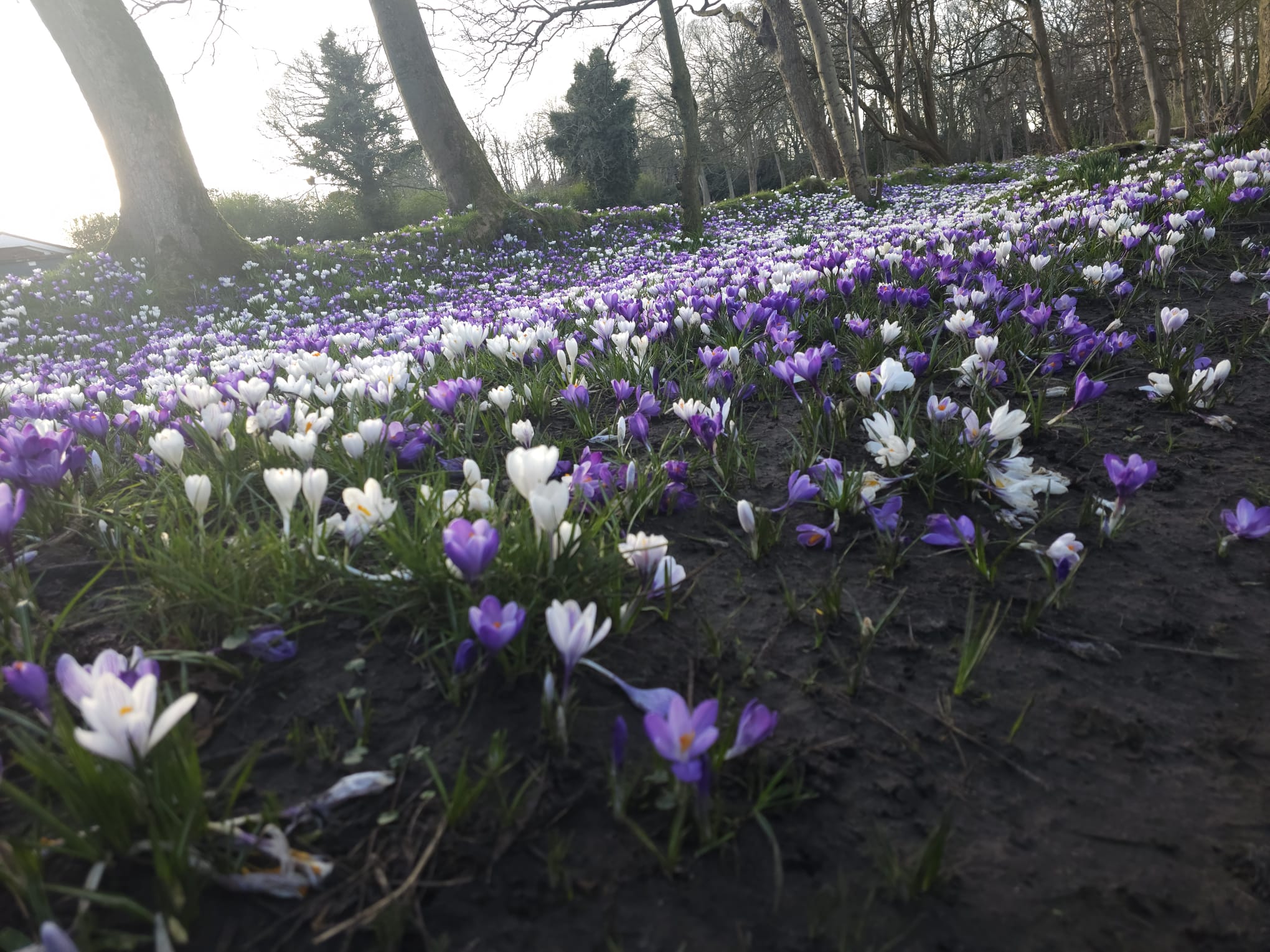 Carpet of purple and white crocuses on the hillside at Churchtown Botanic Gardens, trees behind, soft morning light