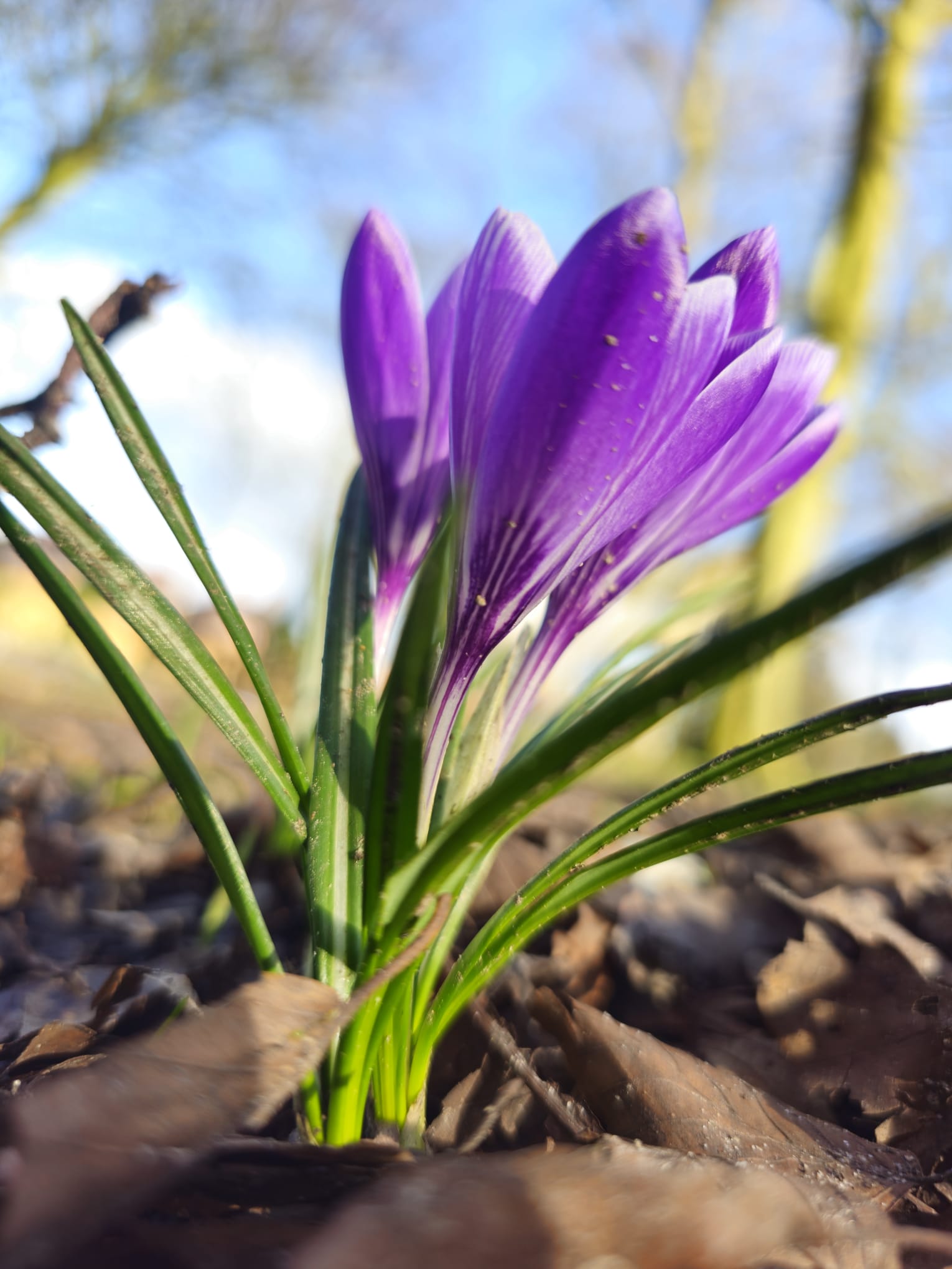 Single purple crocus close-up at Churchtown Botanic Gardens — dead leaves on the ground, blue sky behind