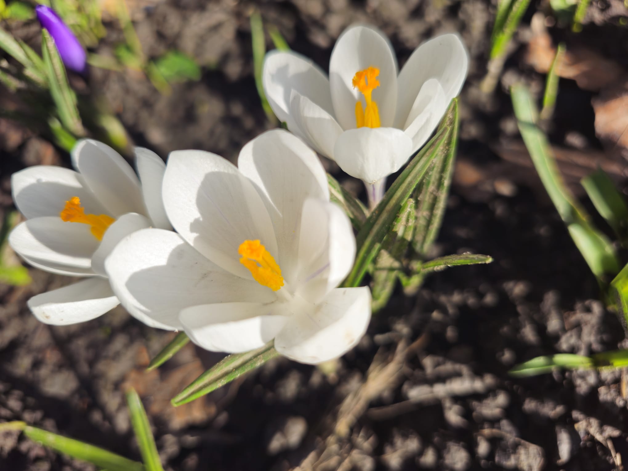 White crocuses with orange stamens at Churchtown Botanic Gardens, purple crocus visible behind