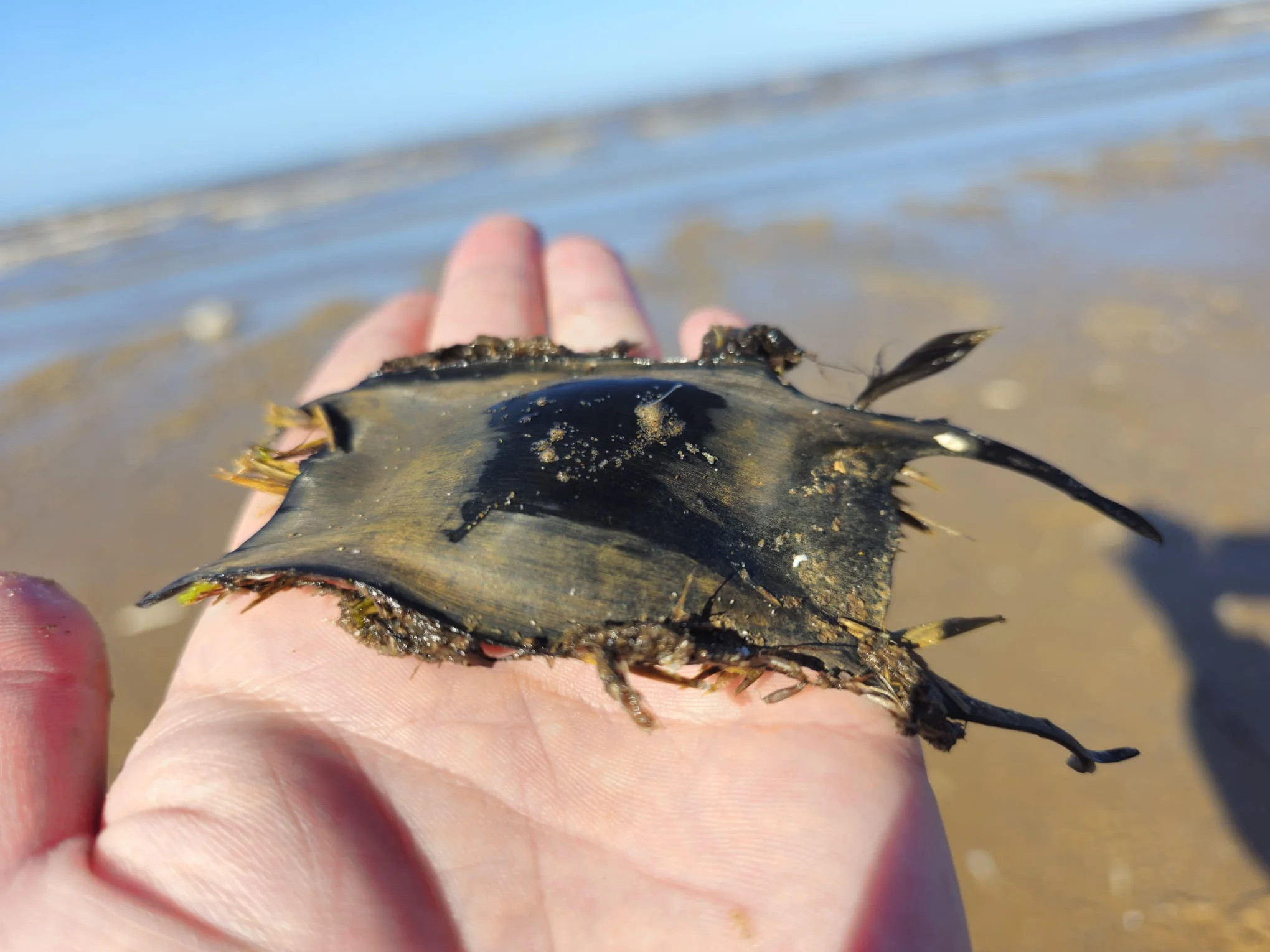 A mermaid's purse โ small-spotted catshark egg case โ held in a hand on Ainsdale Beach