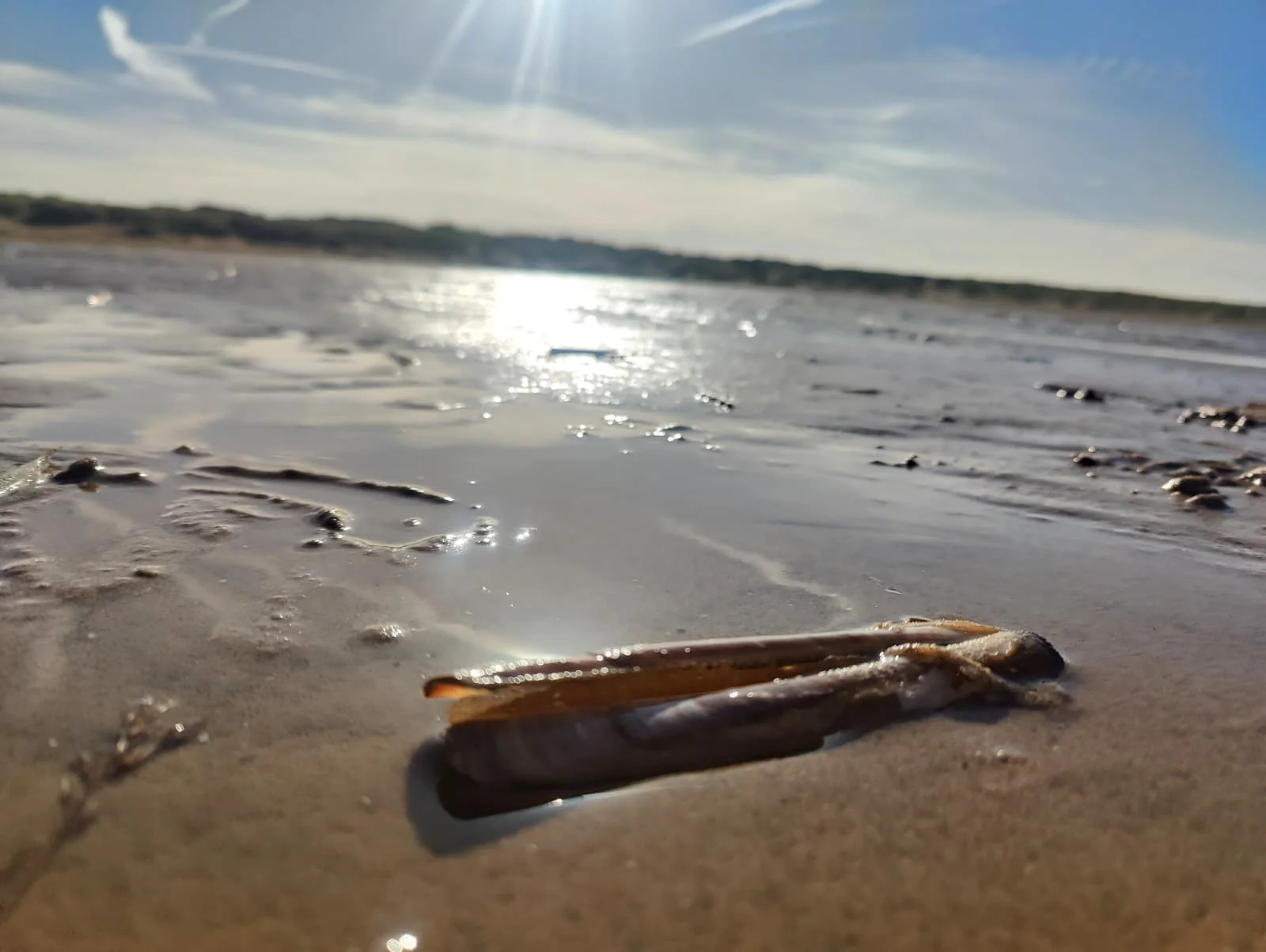 Razor clam shell on wet sand at Ainsdale Beach, with sun reflection on the water