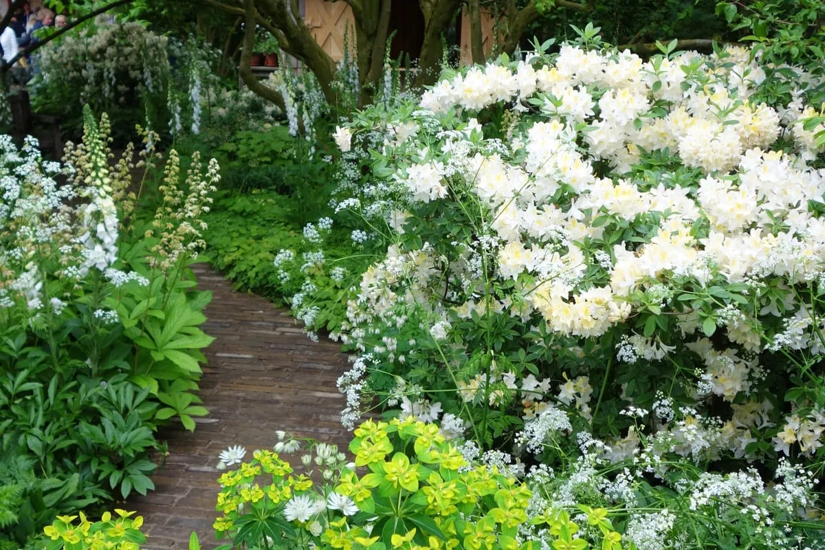 Southport Flower Show 2026: The Complete Guide