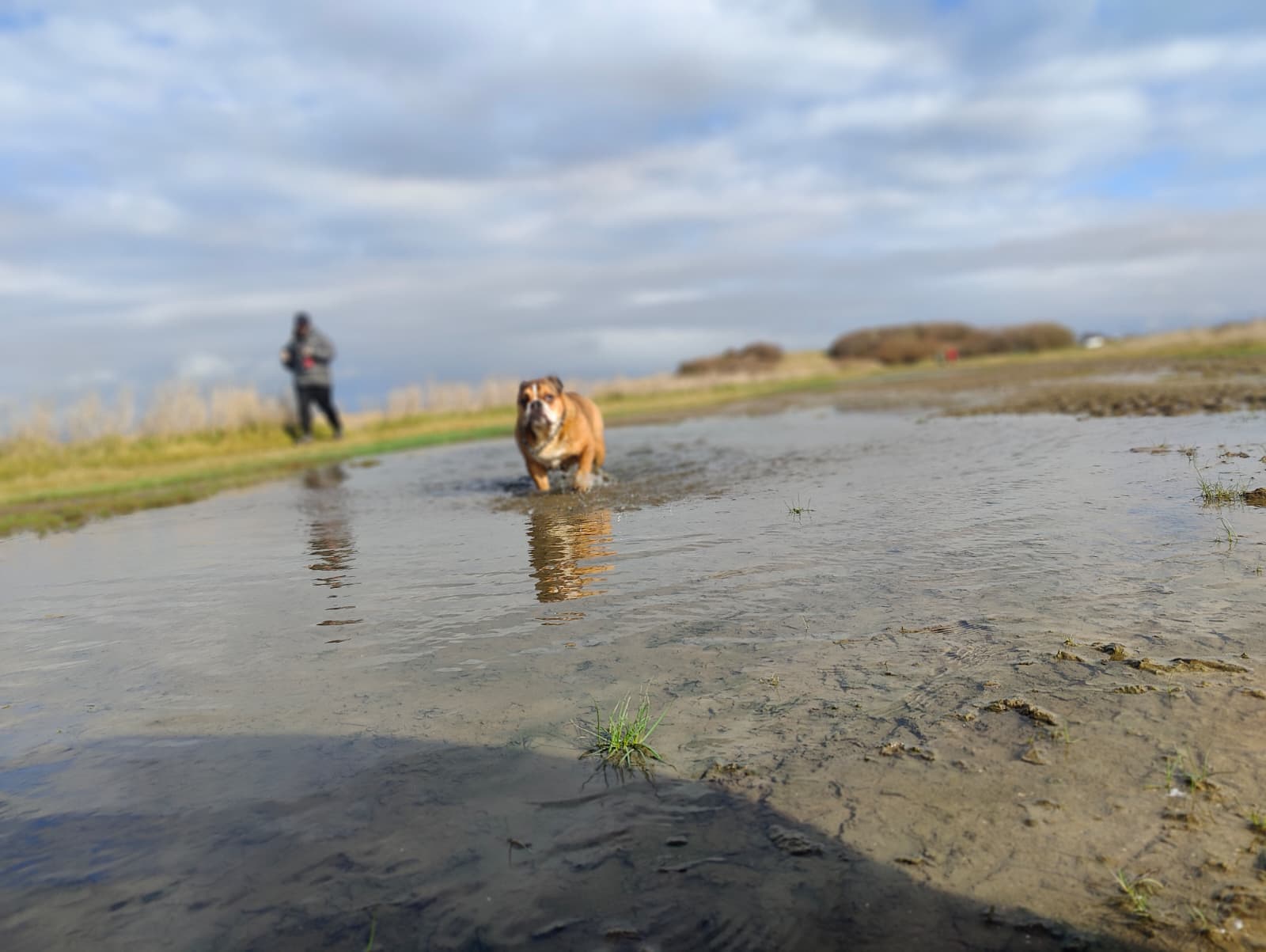 Dog running through a tidal pool on the Marshside coastal path — Ribble Estuary saltmarsh and blue sky behind