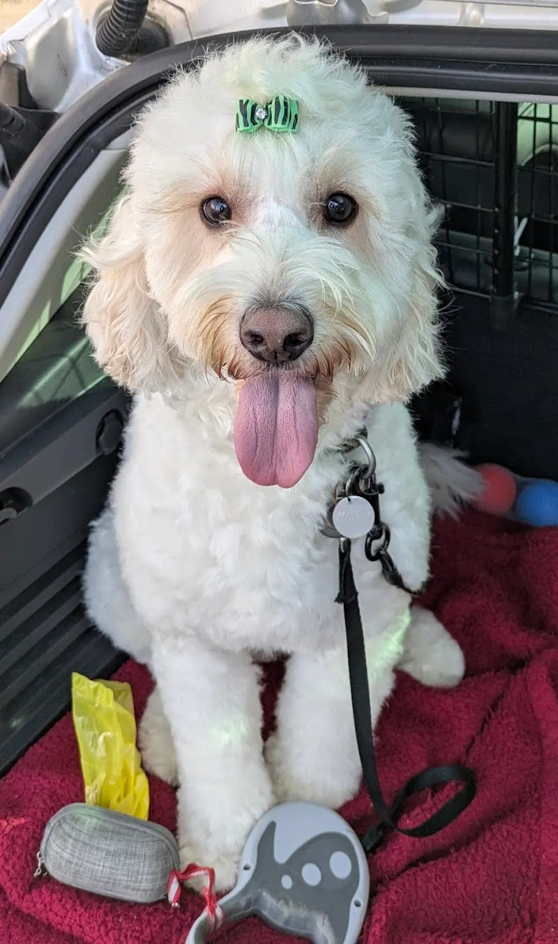 Glad Wags Dog Grooming Spa & Boutique